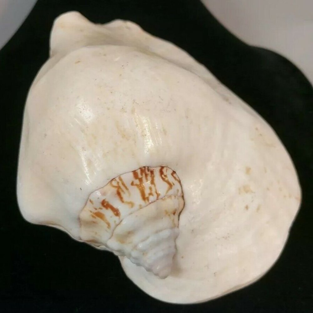 SEA SHELL. Calcified fossil, 140mm x 120mm. GIANT SHELL 1.6lb-611gr